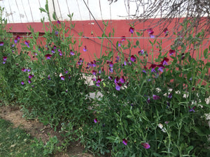 Find Your Sweet Peas